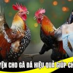 Cách tập luyện cho gà đá