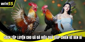 Đá Gà C2 WIN55 – Sân Chơi Cá Cược Minh Bạch, Hấp Dẫn
