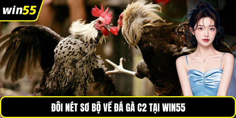 Đôi nét sơ bộ về đá gà C2 tại WIN55