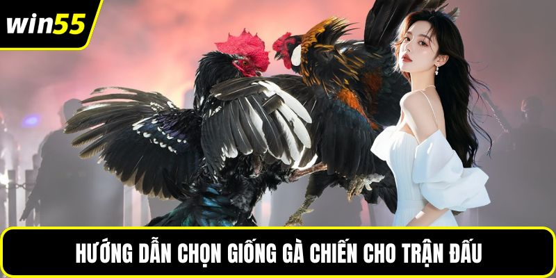 Hướng dẫn chọn giống gà chiến cho trận đấu