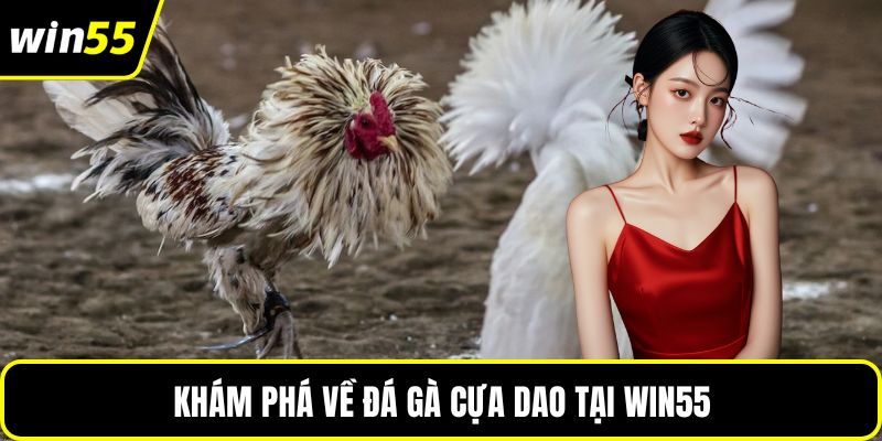 Khám phá về đá gà cựa dao tại WIN55