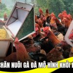 Làm giàu từ chăn nuôi gà đá