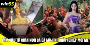 Đá Gà C2 WIN55 – Sân Chơi Cá Cược Minh Bạch, Hấp Dẫn