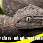 Nằm mơ thấy rắn to