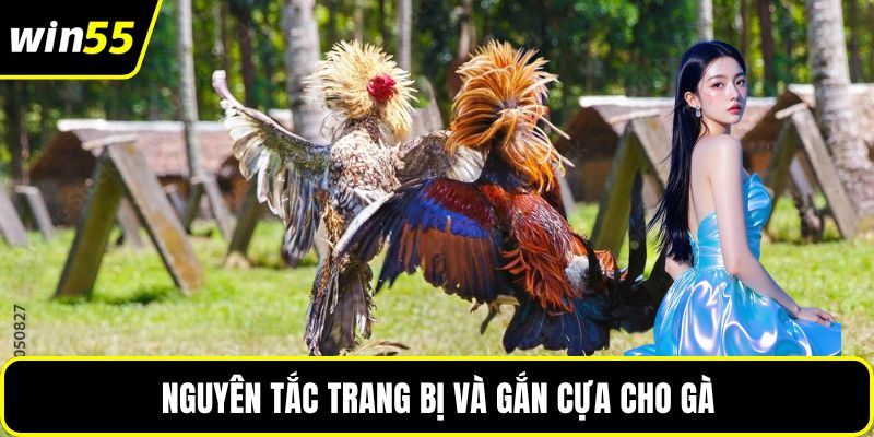 Nguyên tắc trang bị và gắn cựa cho gà