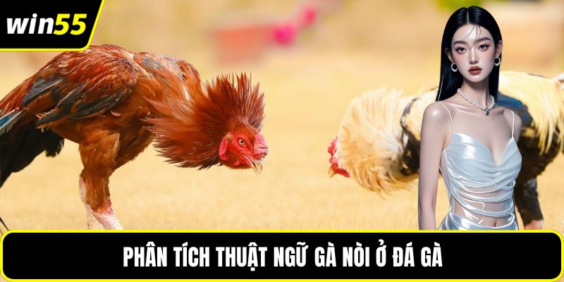 Phân tích thuật ngữ gà nòi ở đá gà
