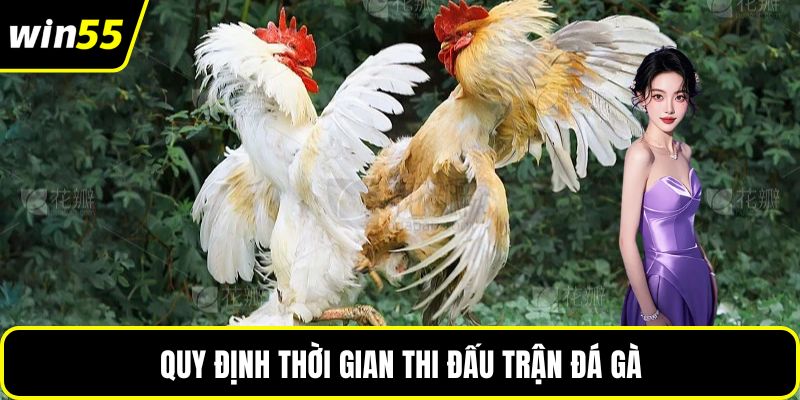 Quy định thời gian thi đấu trận đá gà