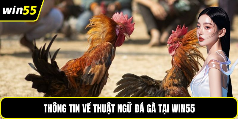 Thông tin về thuật ngữ đá gà tại win55