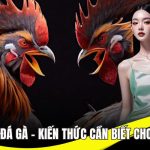 Thuật ngữ đá gà