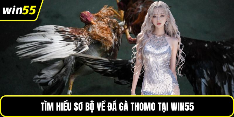 Tìm hiểu sơ bộ về đá gà Thomo tại WIN55