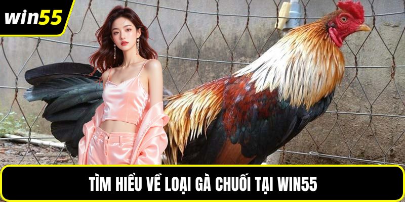 Tìm hiểu về loại gà Chuối tại WIN55