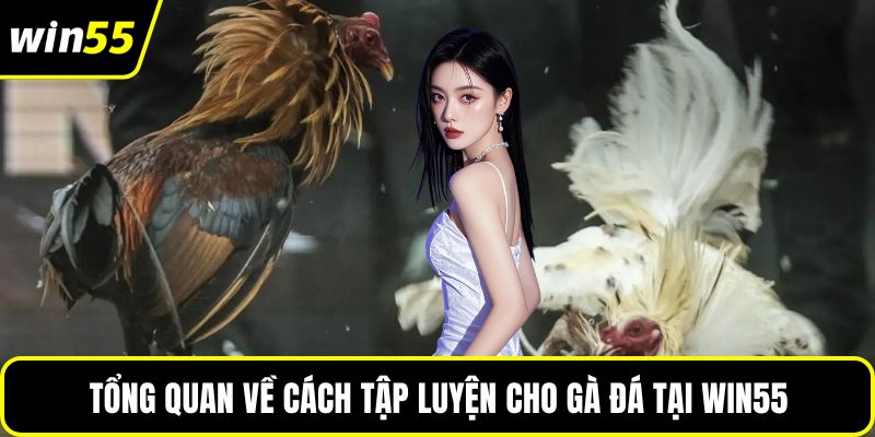 Tổng quan về cách tập luyện cho gà đá tại WIN55