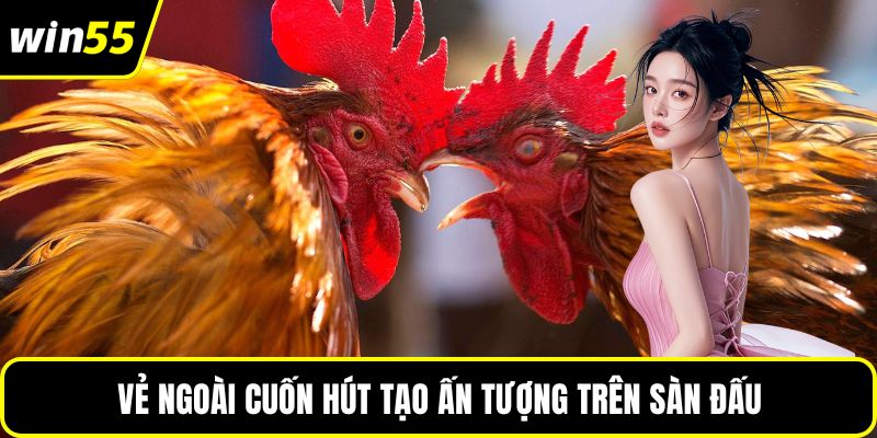 Vẻ ngoài cuốn hút tạo ấn tượng trên sàn đấu
